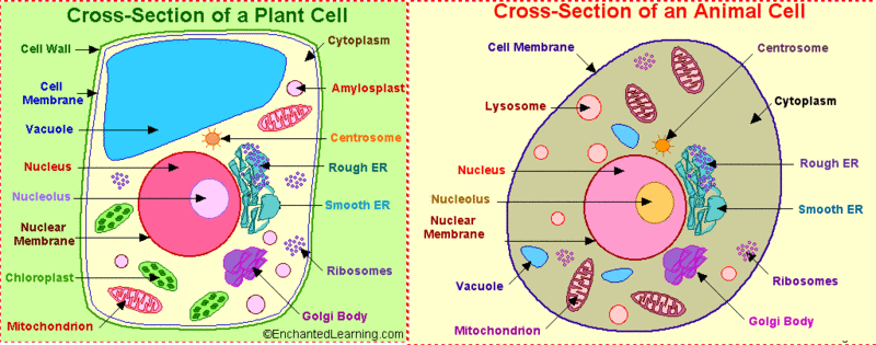 NativeNucleolus's tweet photo. Here I am in plant and animal cells! (I'm there somewhere #eukaryoticonly) #organellebattleroyale https://t.co/0senNJVtXn