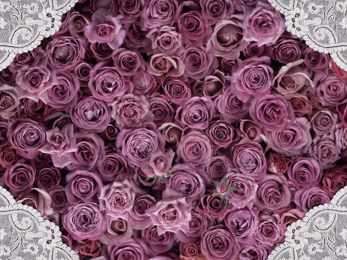 ハーブ君と薔薇ガール على تويتر 資生堂のネット注文のサイトで こんな可愛い壁紙を見つけました 早速 ダウンロードしちゃいました 私のパソコンに薔薇の花が咲きました 明るくて 派手 笑 T Co 0lvhfa72ad
