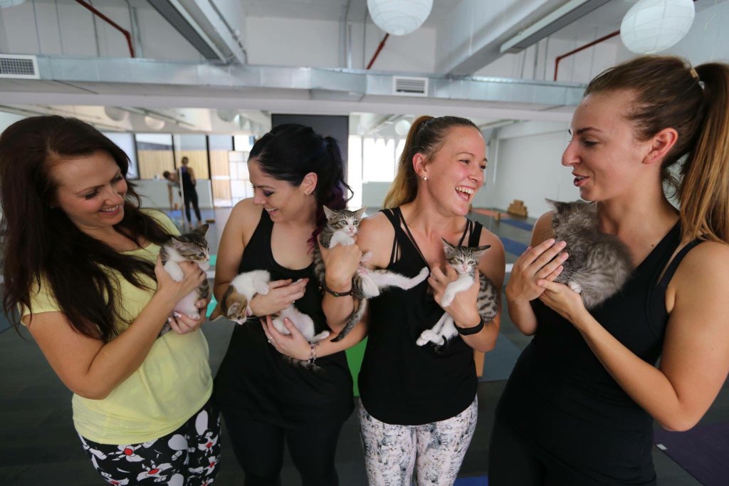 Sydney Cat Cafe (sydneycatcafe) Twitter