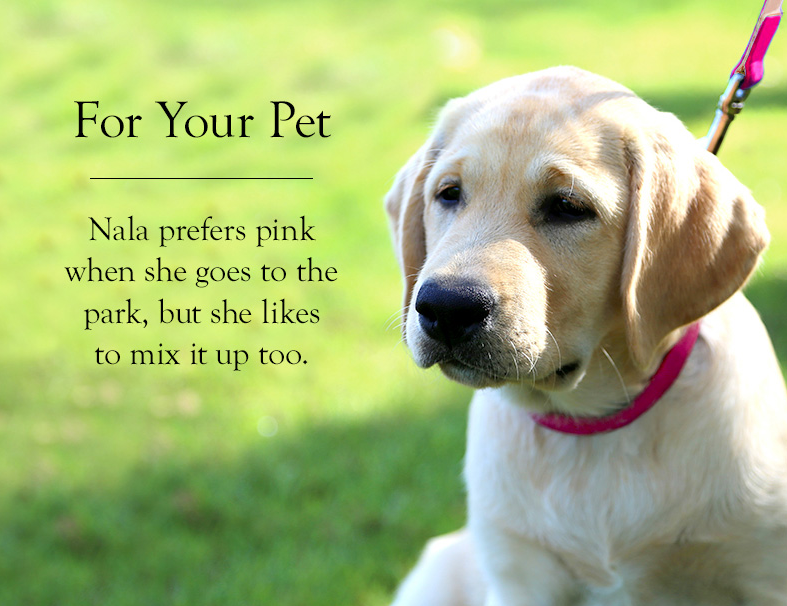 SendAFrame's tweet image. Do not forget about your best friend at home! Shop now goo.gl/o7kcjP
#graphicimage #doglovers #collars