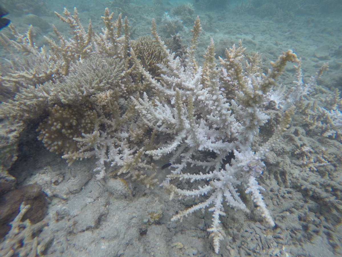 dobura's tweet photo. The beautiful reefs of #Nosy_Tanihely #Madagascar. Light bleaching but river causes? #WIOBleaching2016 https://t.co/TRSc2wLak7