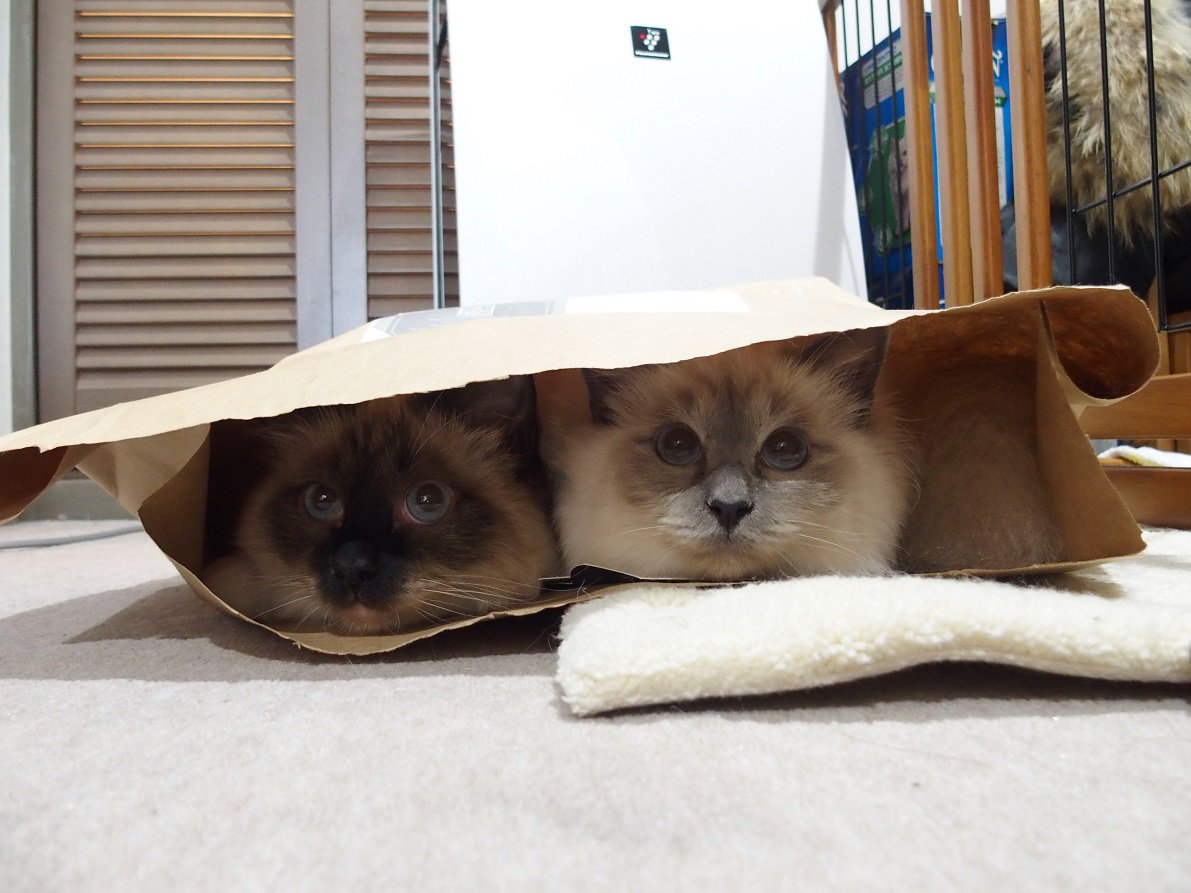 birmanmanman's tweet photo. ふ、袋の中になんかいたぁぁぁ！しかもイチャイチャしてたぁぁぁぁぁ！！ https://t.co/Sy6MW1LinF