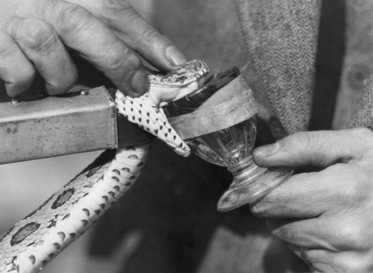 indy100's tweet photo. These are the weirdest jobs in the world https://t.co/o719NyNITN https://t.co/JVJakA8VIF