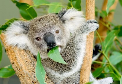 commonobjs's tweet photo. Happy #australiaday to all our Bruce's and Sheila's around the world 🌎🌍🌏 https://t.co/NGGWbHlz6A