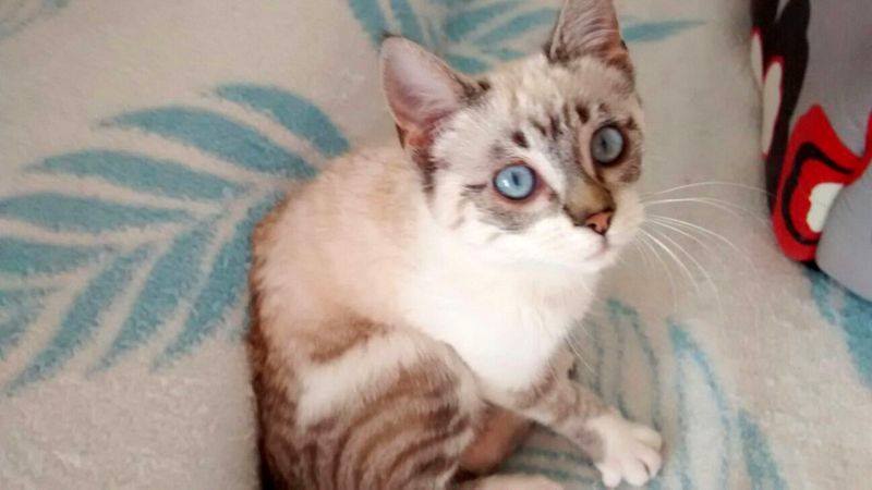 Adopciones Felinas Valencia V Twitter Presentamos A Rene Siamesito Dulce Como Un Coulant Frances Rescatado De Un Jardin Https T Co 1a6xgqwkrb Https T Co Nno17mqrsk