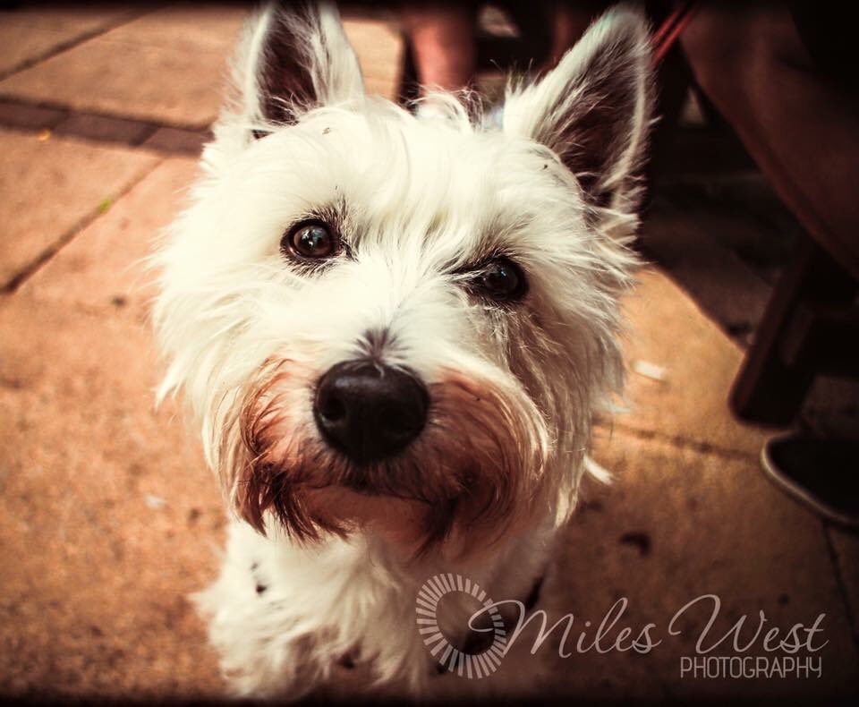 mrwestsuccess's tweet photo. A gifted young #photographer that I work with and his #dog pics #cheshire #pooch #canine  https://t.co/9EpEL7deGn https://t.co/oqaogfGfx1