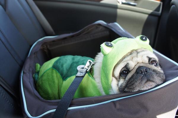 WarmingCuteness's tweet image. This frog must be safely transported to its destination.