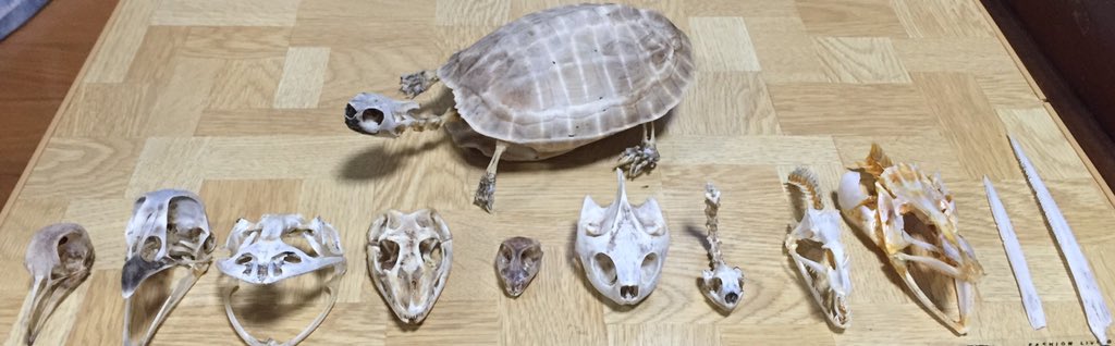 Bloodpython1234's tweet image. 左から
ドバト
キジ
ウシガエル
アフリカンロックモニター
インドシナウォータードラゴン
ミシシッピアカミミガメ♀
ヒョウモンガメ
ウツボ
クロアナゴ
アカエイの毒針
後列
クサガメ♂
あとブラッドパイソン
これが標本全部
