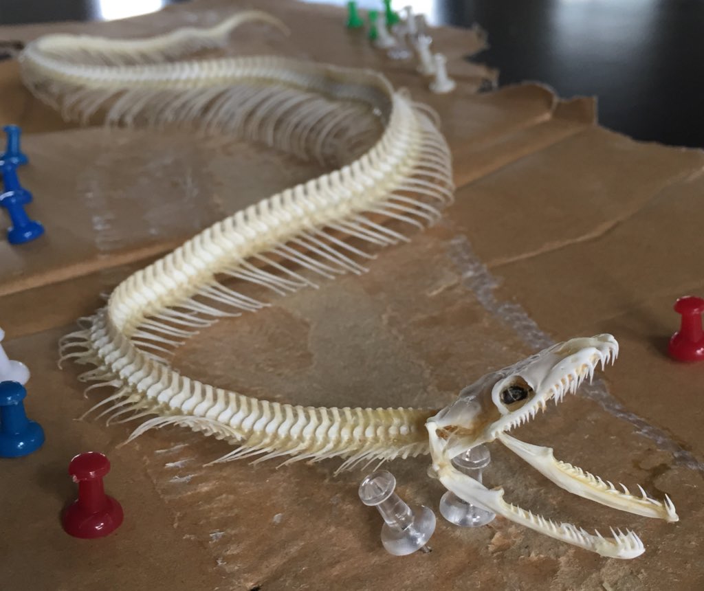 Bloodpython1234's tweet image. 左から
ドバト
キジ
ウシガエル
アフリカンロックモニター
インドシナウォータードラゴン
ミシシッピアカミミガメ♀
ヒョウモンガメ
ウツボ
クロアナゴ
アカエイの毒針
後列
クサガメ♂
あとブラッドパイソン
これが標本全部