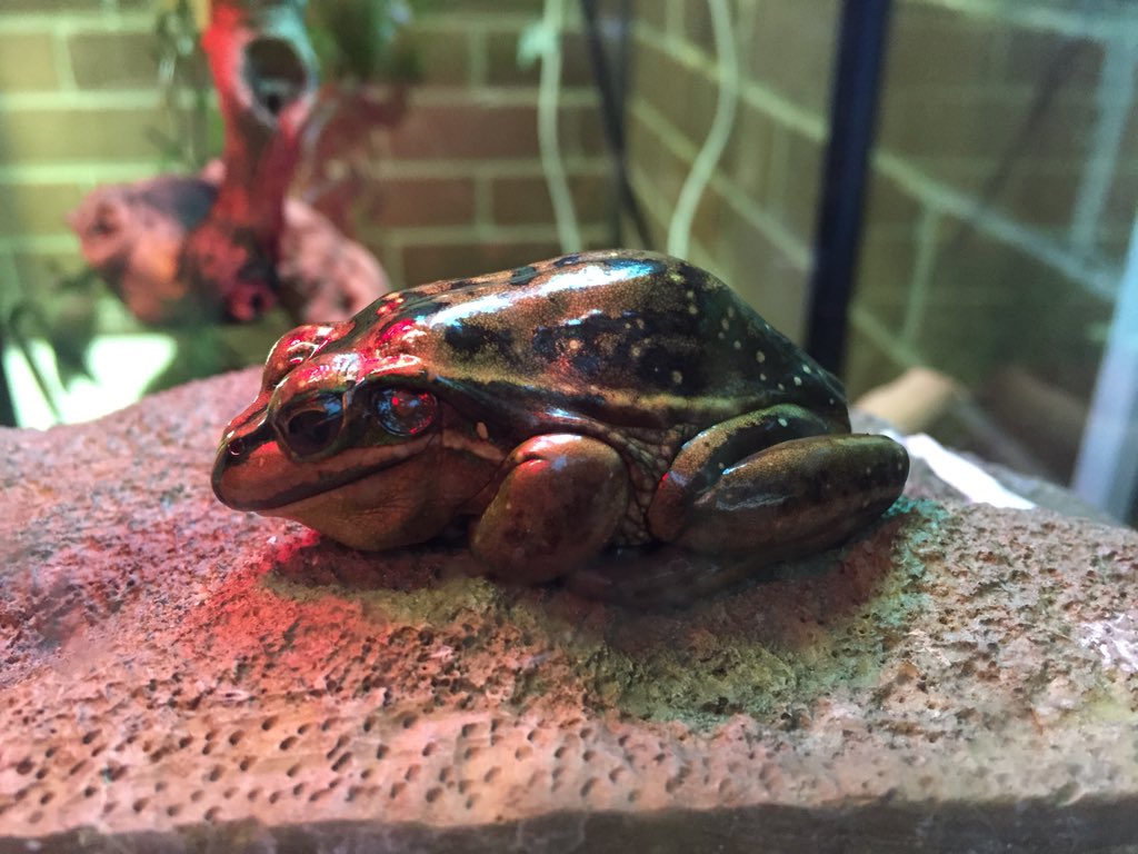 NatureMapr's tweet photo. Some fun at the ACTHA Snakes Alive exhibition on Sunday! #ACTHA #CBR https://t.co/em52aN0DdT