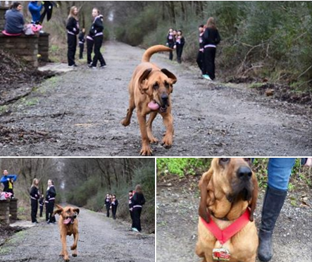 Kan jouw #hond een halve #marathon lopen? Deze hond wel! ow.ly/XxaNB