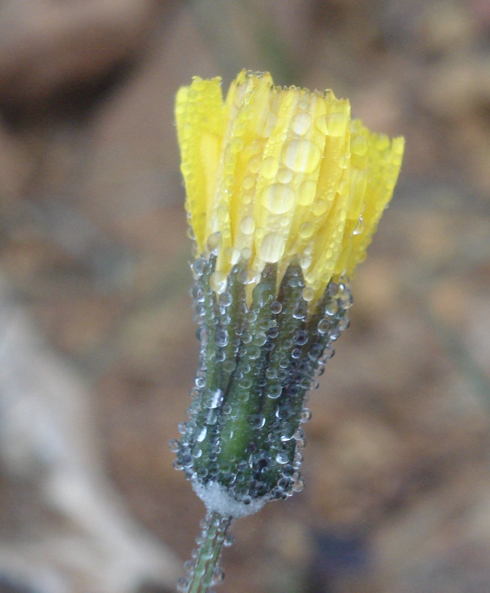 GVAparcs's tweet image. Bon dia des de PN #Tinença @tiempobrasero @radiocastellon @en_vespra