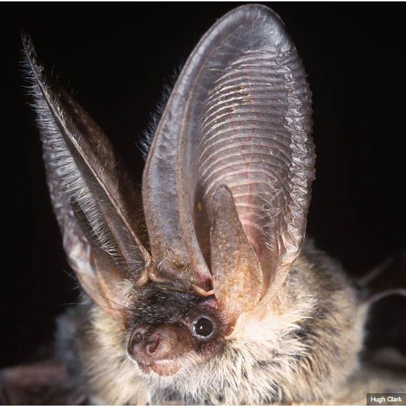 Going batty for #science - iBats and #Bat Detective popsci.com/going-batty-fo…