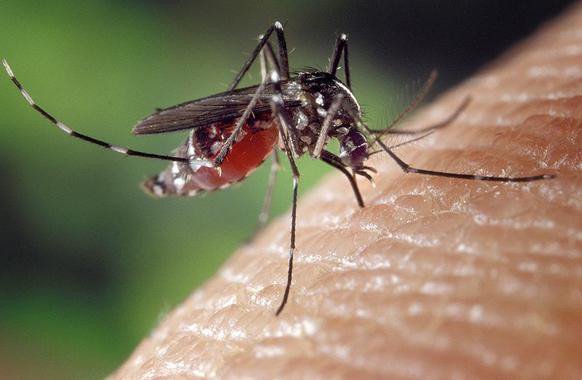 Lomhifar's tweet photo. La OMS establece recomendaciones para reducir el contagio del #zika https://t.co/uhR60NXxEs vía @agencia_sinc https://t.co/oWLNv2AHtw