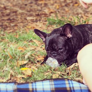 Frenchie_Cute's tweet image. She loves the ice #crackdog #frenchbulldog #iceicebaby findelight.net/frenbull_detai…