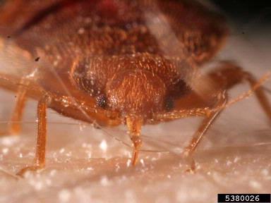 TeresaRSosa04's tweet image. RT ResourceBedBug #bedbugs survive pesticides bit.ly/1RKTAkY #ResourceBedBug