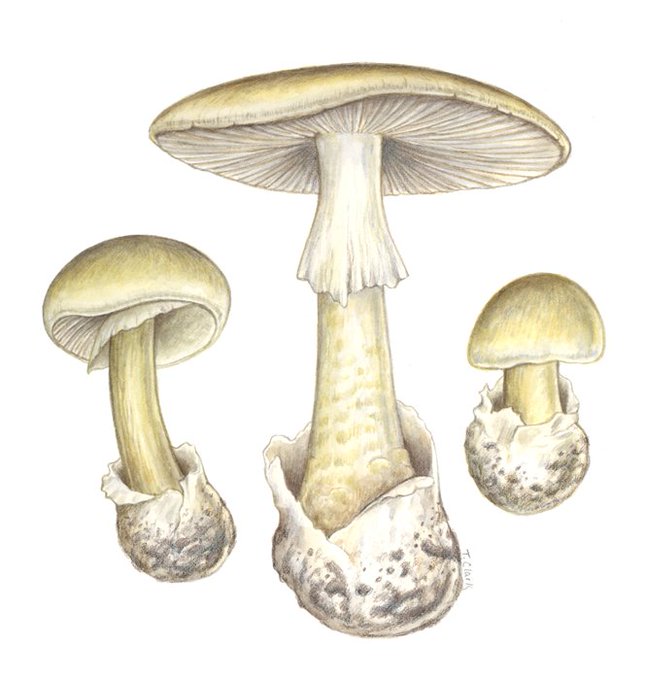 Бледная поганка рисунок для детей