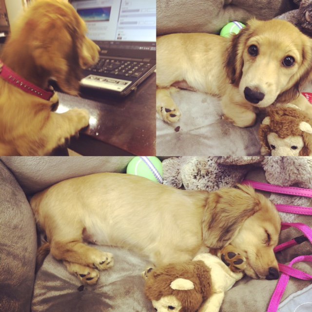 KeterSA's tweet image. Little Marigold is here to offer a helping paw in the office today! #tuesdaytreat #southafrica #dogsoftwitter #keter