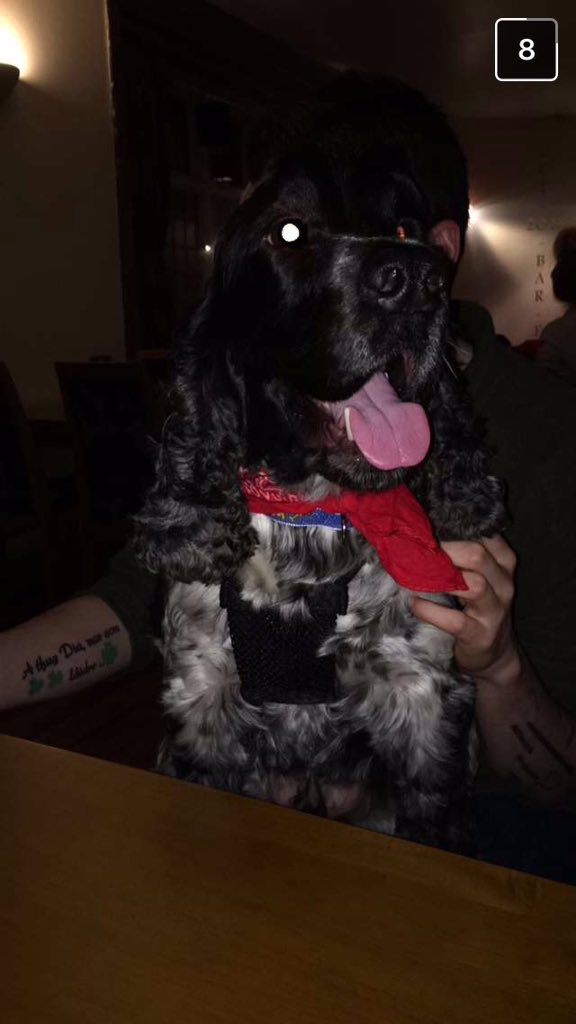 MessiAdventures's tweet photo. Pub quiz puppy

#dog #dogs #walking #walkies #petcare #pubquiz #otley https://t.co/TqR0PUdXWT