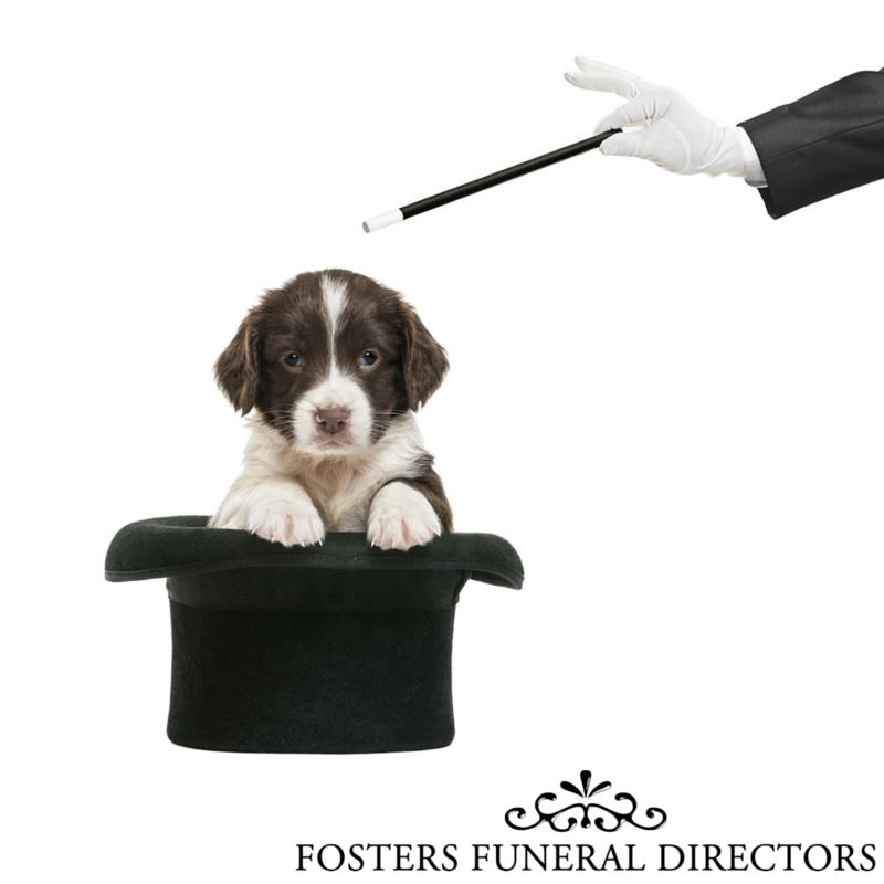 DirectorFuneral's tweet image. Everyone knows Harry Houdini but have you heard of The Great Lafayette and his dog Beauty? bit.ly/1OmiEc9