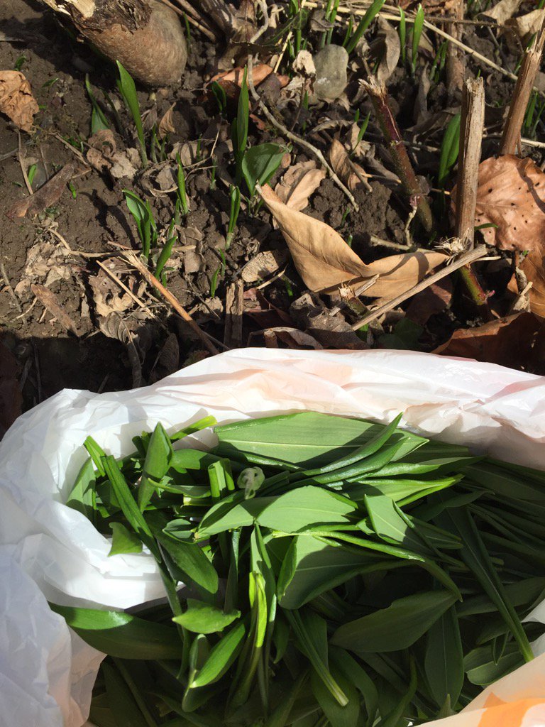 Endlich! Blätter sind so gross wie noch nie im Januar! #grandebärlauch