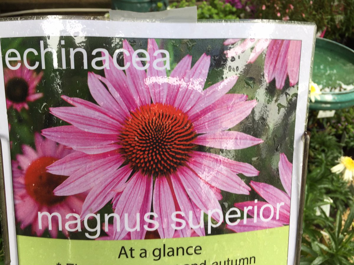 MagnetsCarsen's tweet photo. They named a flower after me. #tatasteelchess https://t.co/pJLI1A32jj