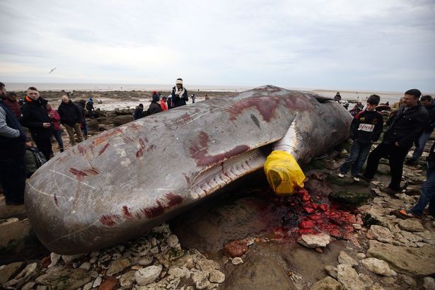 DailyMirror's tweet photo. Heartbreaking footage of sperm whales last moments before becoming beached https://t.co/qCDdsqRYFL https://t.co/Jos7WGOvbo