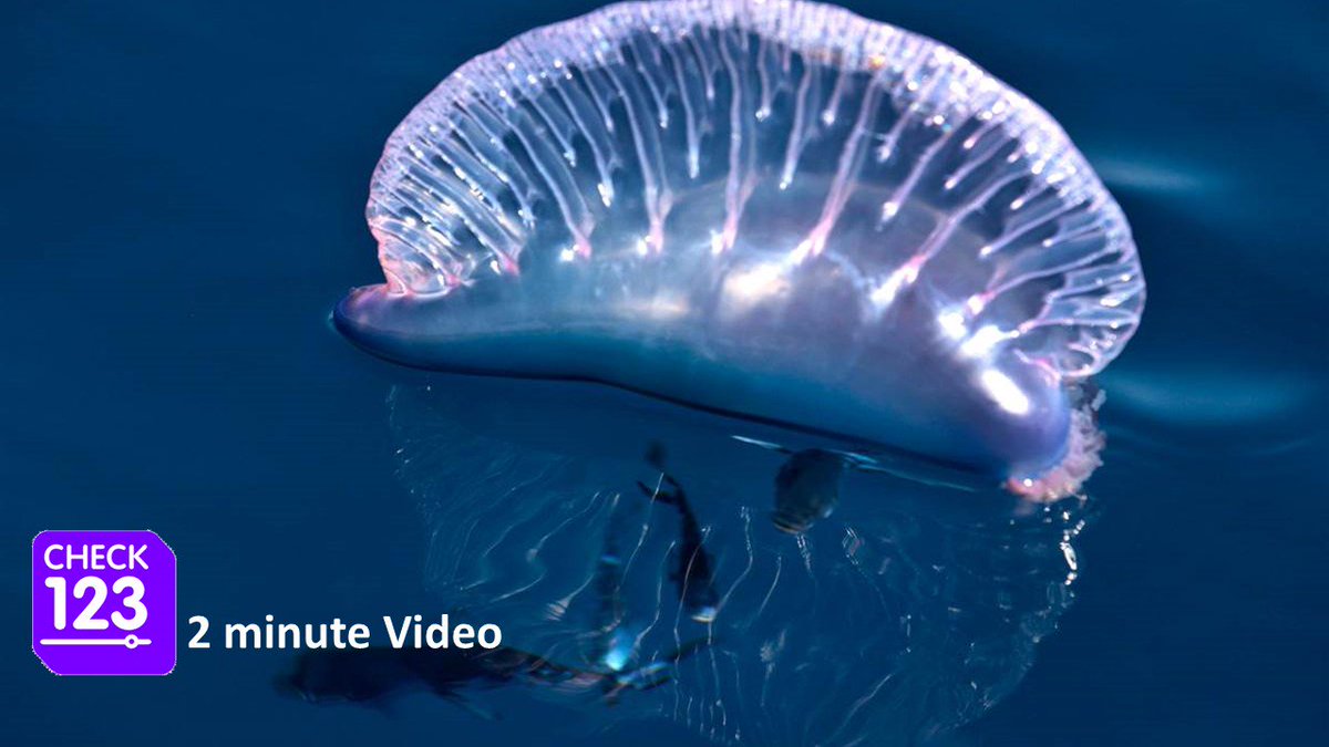 check123com's tweet photo. What makes the Portuguese Man of War a super-organism?
Watch this: https://t.co/RGj1naUqAO
#Nature #animals https://t.co/o2PZr4y1aJ