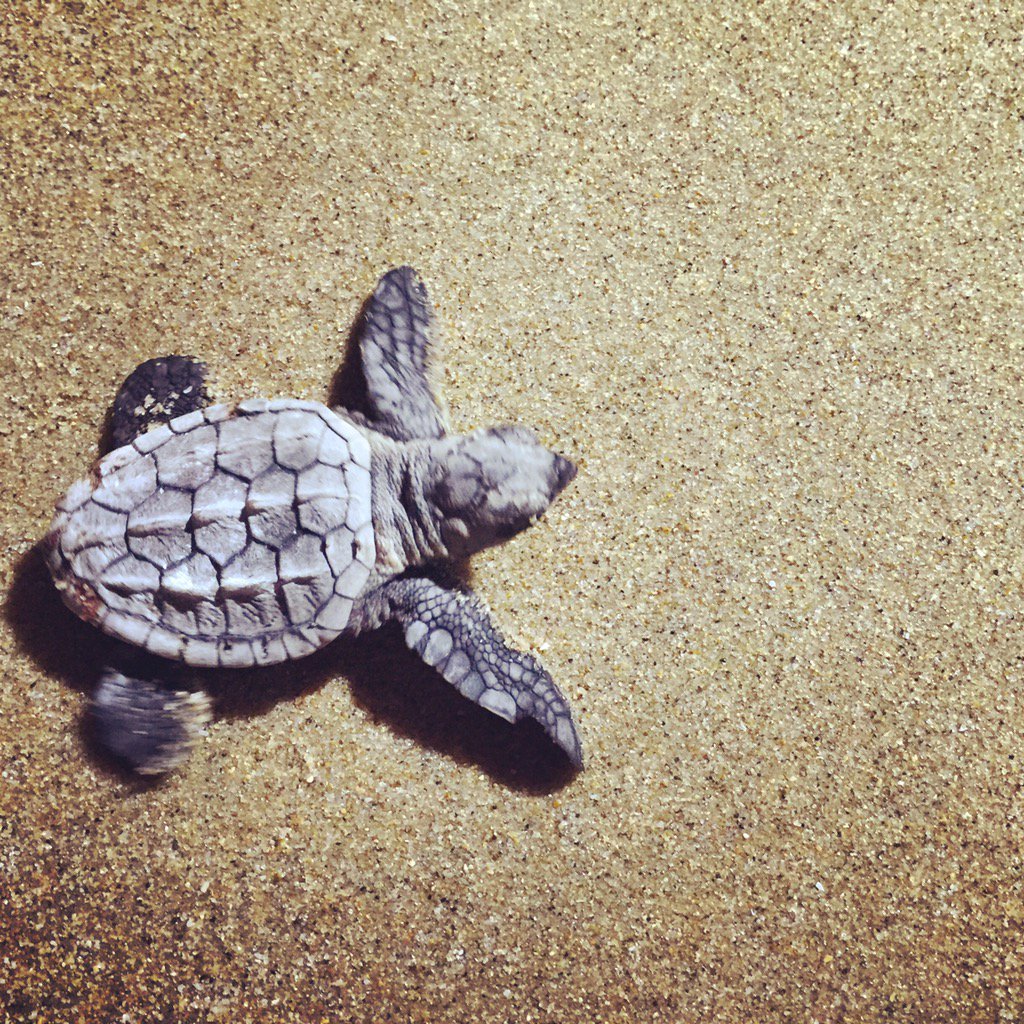 Loggerhead turtle hatchling making a run for the ocean. #newlife #turtles #ThisisKZN