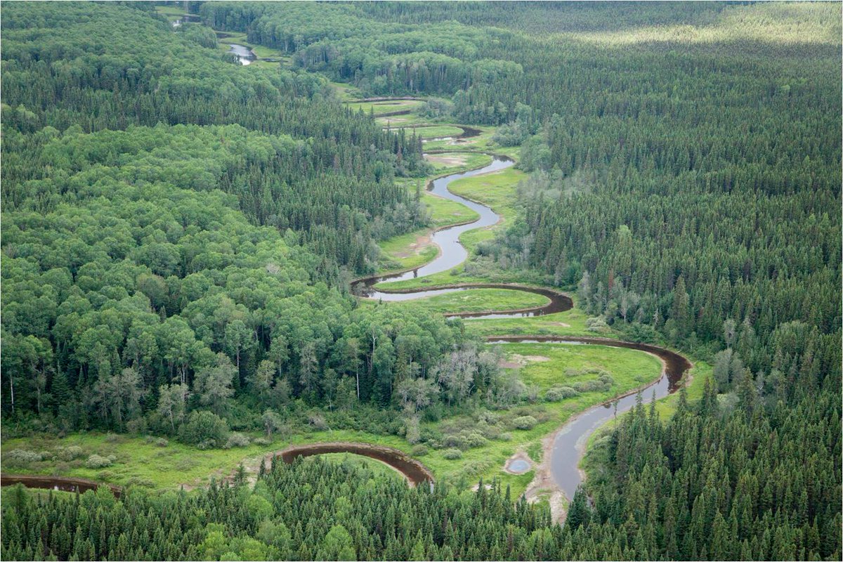 Boreal_Nick's tweet photo. Waswanipi #Cree demand virgin #forest, caribou be protected from logging https://t.co/Yc2TA1KGcL #savethebroadback https://t.co/Zo7BuDYLWL