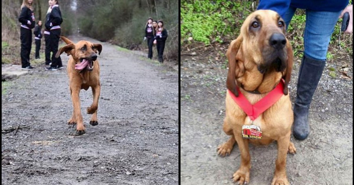 Dog goes for walk, unintentionally runs a half-marathon &amp; wins a medal for finishing 7th 🐶 ble.ac/1WMJtvv