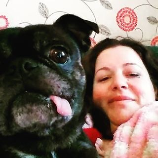 Joy_PhotoCam's tweet image. #pugs #pug #pugfun #brindle #bostencross findelight.net/puggie_detail.…