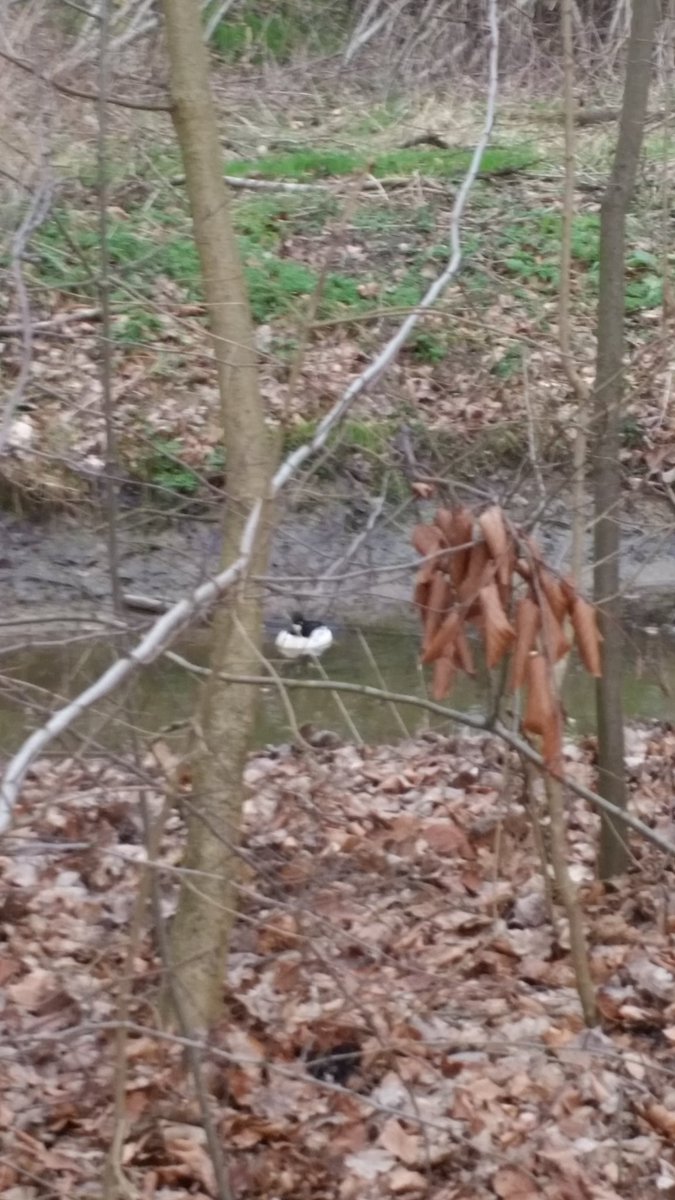 Jannie de Jong (@janniejaf) on Twitter photo 