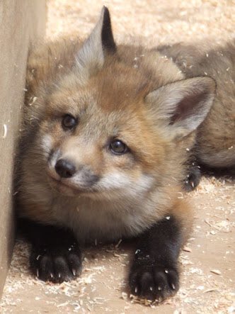 最高狐 可愛い 最高の動物画像