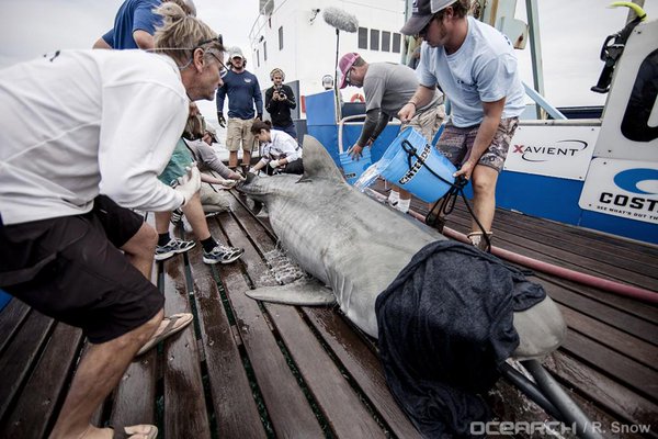 OCEARCH's tweet photo. Happy #AustraliaDay! Take a look back at #ExpeditionWA in our @YouTube playlist: https://t.co/7N29FeFYrO https://t.co/l5m8YWKg7Z