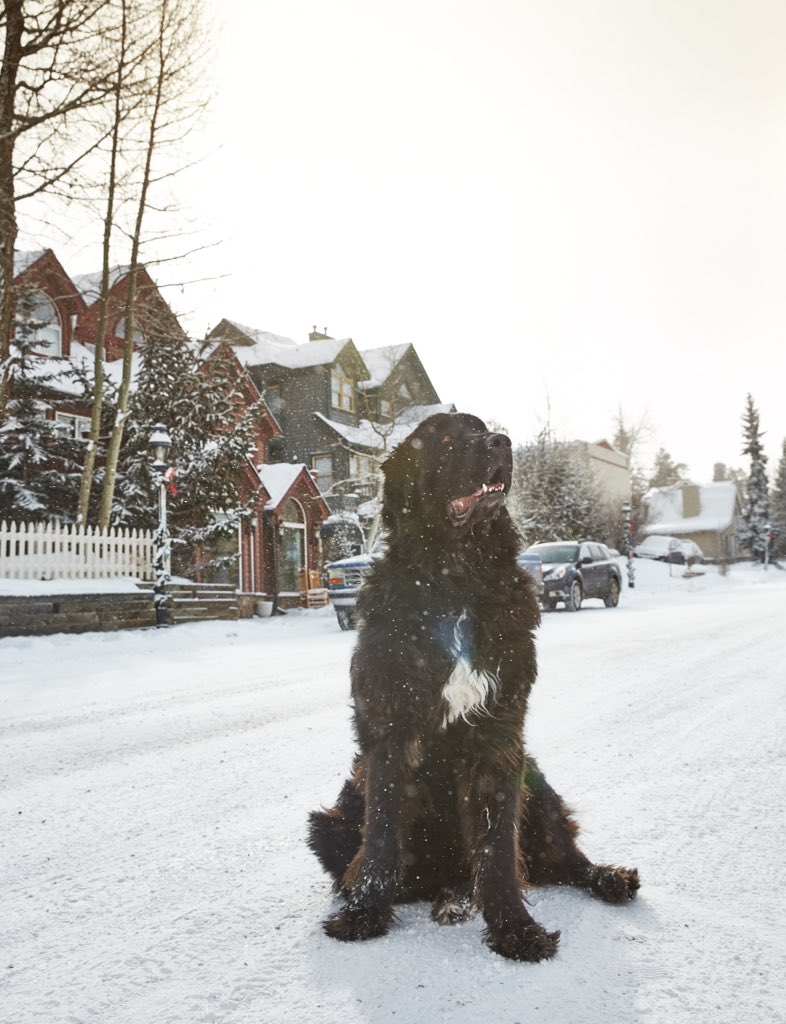 breckenridgemtn's tweet image. More Breck snow! 4 inches fell in the past 24 hours with partly sunny skies and highs in the 20's for today.