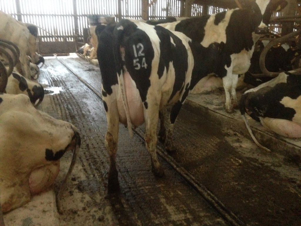EdwardD_1984's tweet image. First time serving to 'polled' Holstein semen this morning with this 1st Calver. @PremierPolled #teamdairy