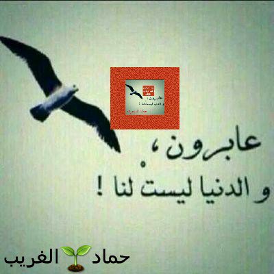v_i_w2's tweet photo. صافح  وسامح 🌱
ودع الخلق للخالق
🌱  فأنت و  هم و  نحن 
 جميعنا راحلون 🌱 https://t.co/mkuui8WXKV