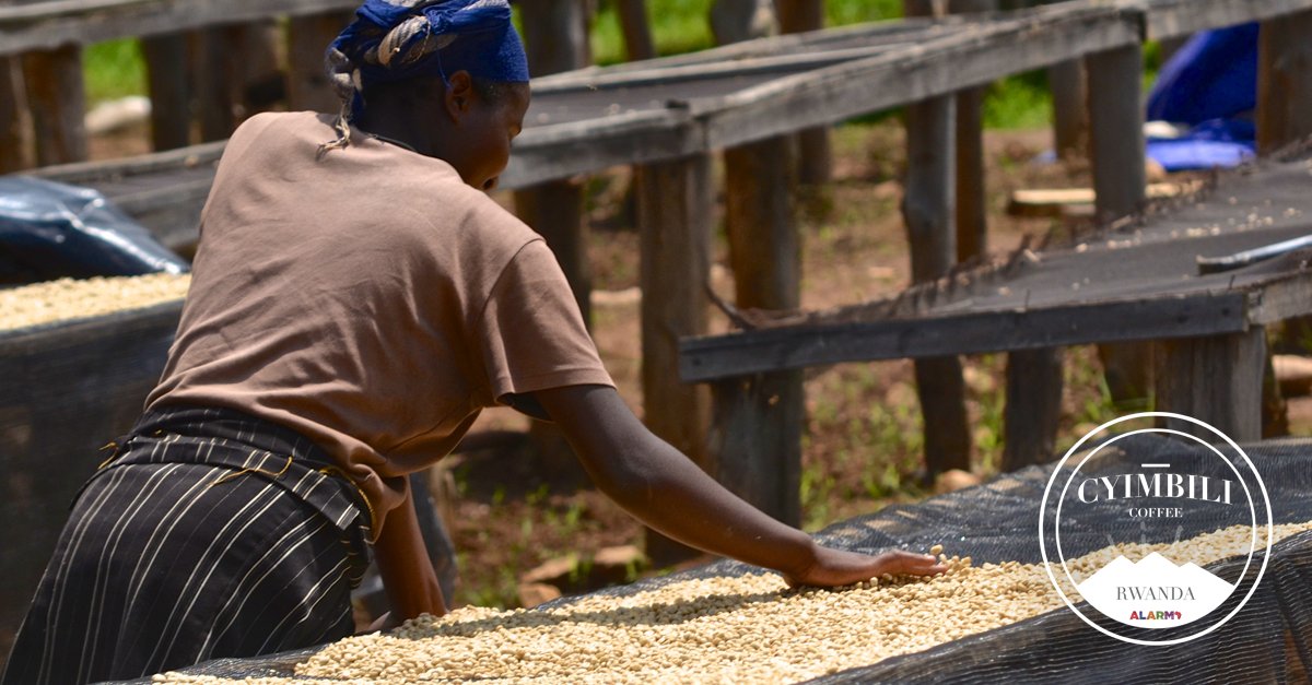 CyimbiliCoffee's tweet photo. Fully washed &amp; dried in the warm Rwandan sun—adding to the flavors that arrive in your cup. https://t.co/RoZBBKTYDF https://t.co/yYQCucIg0b