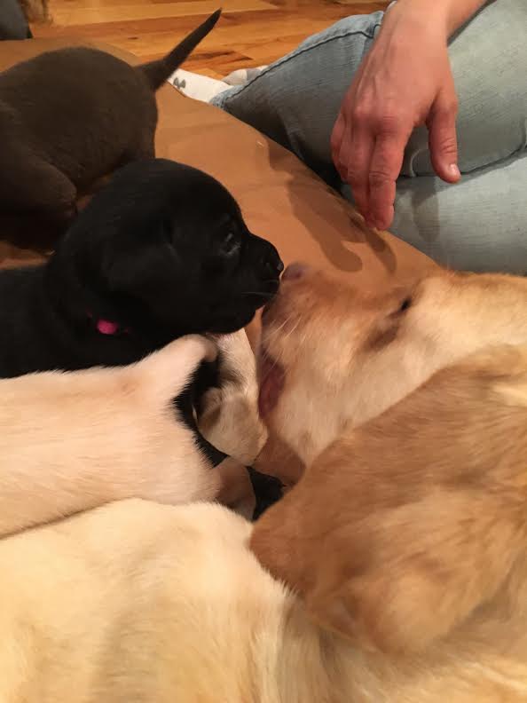 Midgettes's tweet photo. @Thalstadan The 1st thing I should do is include @mierandawow  with a new puppy pic?  #AlwaysAHelper https://t.co/rUtAXP5otu