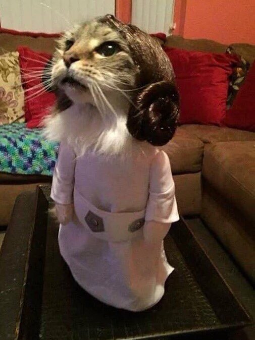 TjHamza's tweet image. #FunIs 
This cat is ready for Star Wars! #⁠Starwars 😆😂