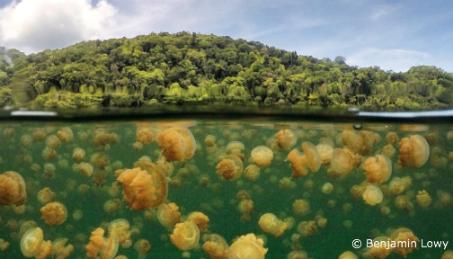 Ocean Conservancy tweet media