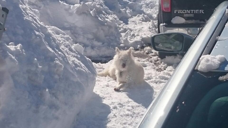 Nothin' like shoveling 30 " snow for 3 days just so I can get to the boat house to erg for 2 hours! #gottarow.com