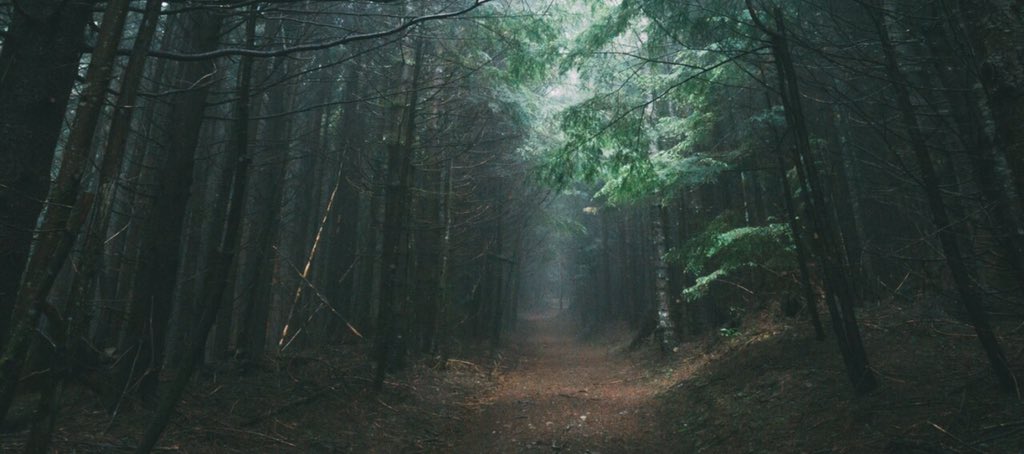 naturevibez tweet picture