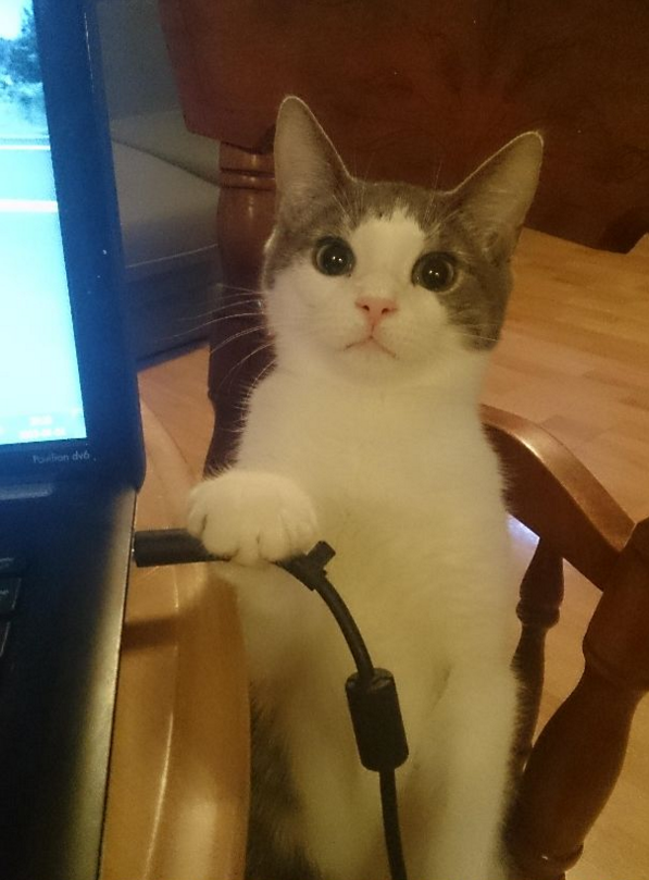 JadeEatery's tweet photo. Take me to Jade Eatery or the laptop gets it. https://t.co/kQiGzj2OQD