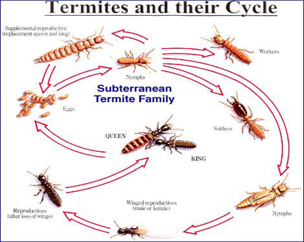 txpestsa's tweet photo. We have worked to develop and find improved new termite treatment methods that will better protect your home. https://t.co/lWrGXQWMBH