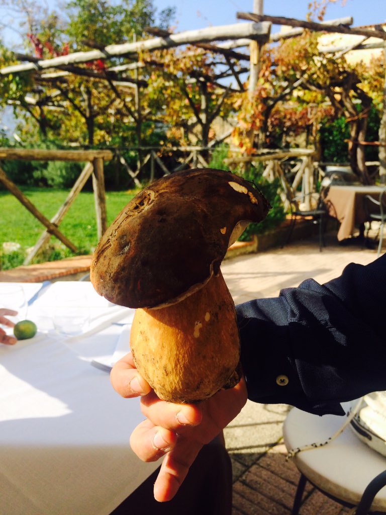 shrutis's tweet photo. The biggest #mushroom I've ever seen! #Amalfi #italy #throwback #travel #tremonte @AmalfiCoast_App https://t.co/VehDkgZ4px