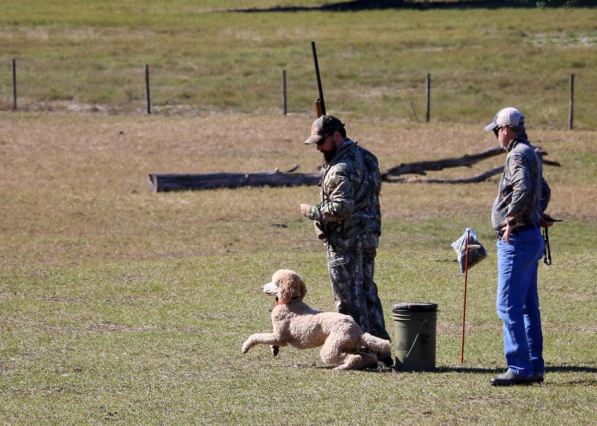 AstroTheMighty's tweet photo. Training Day: walk-up, double and a blind #birddog #duckdog #hrctraining #standardpoodle #happyhappyhappy https://t.co/RvuqKQl2q5