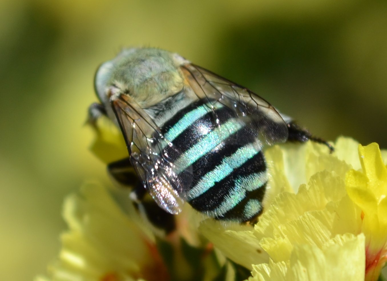 Quite Interesting On Twitter The Australian Blue Banded Bee Is The