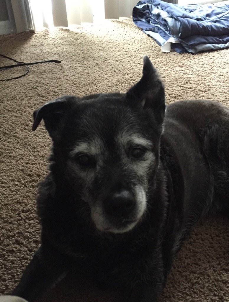 2tailswag's tweet photo. Love the ear!!! #dog #dogs #dogsoftwitter #doglove #lesbereal #animalsoftwitter #AdoptDontShop #dontshopadopt https://t.co/OIclNXnSuM